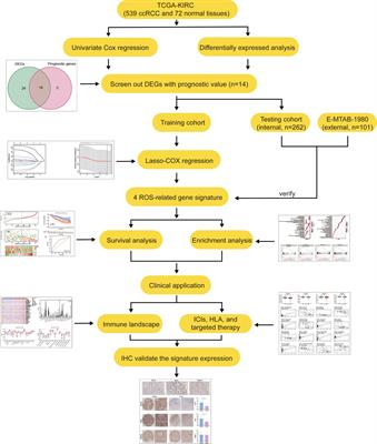 A reactive oxygen species–related signature to predict prognosis and aid immunotherapy in clear cell renal cell carcinoma